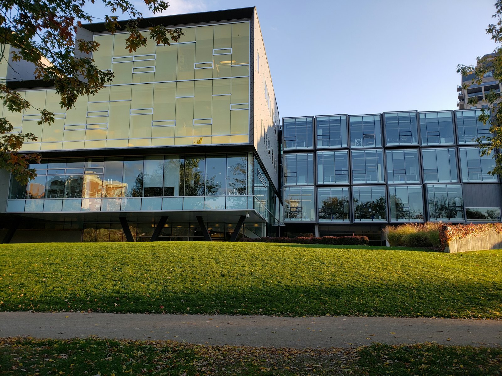 加拿大公立大学现代玻璃建筑，秋天绿草与枫叶映衬